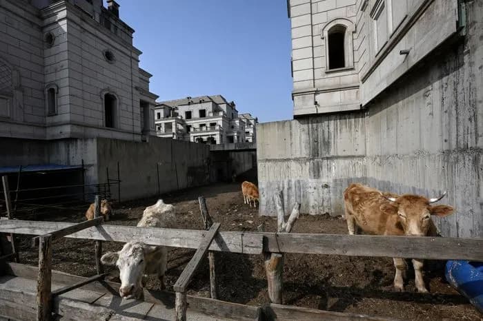 今年春天，在中国东北部的一个烂尾的豪华住宅项目工地上，一群牛在工地里漫步。图片来源：jade gao/Agence France-Presse/Getty Images